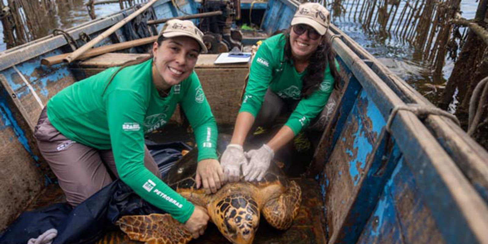 Tartarugas-cabeçudas reaparecem na  Baía de Guanabara